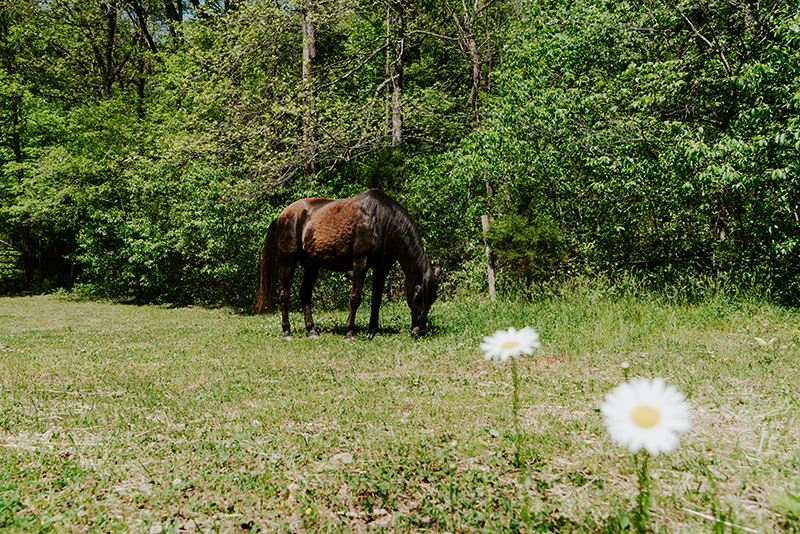 View of a horse grazing on the grounds of our Chattanooga mental health workshop.
