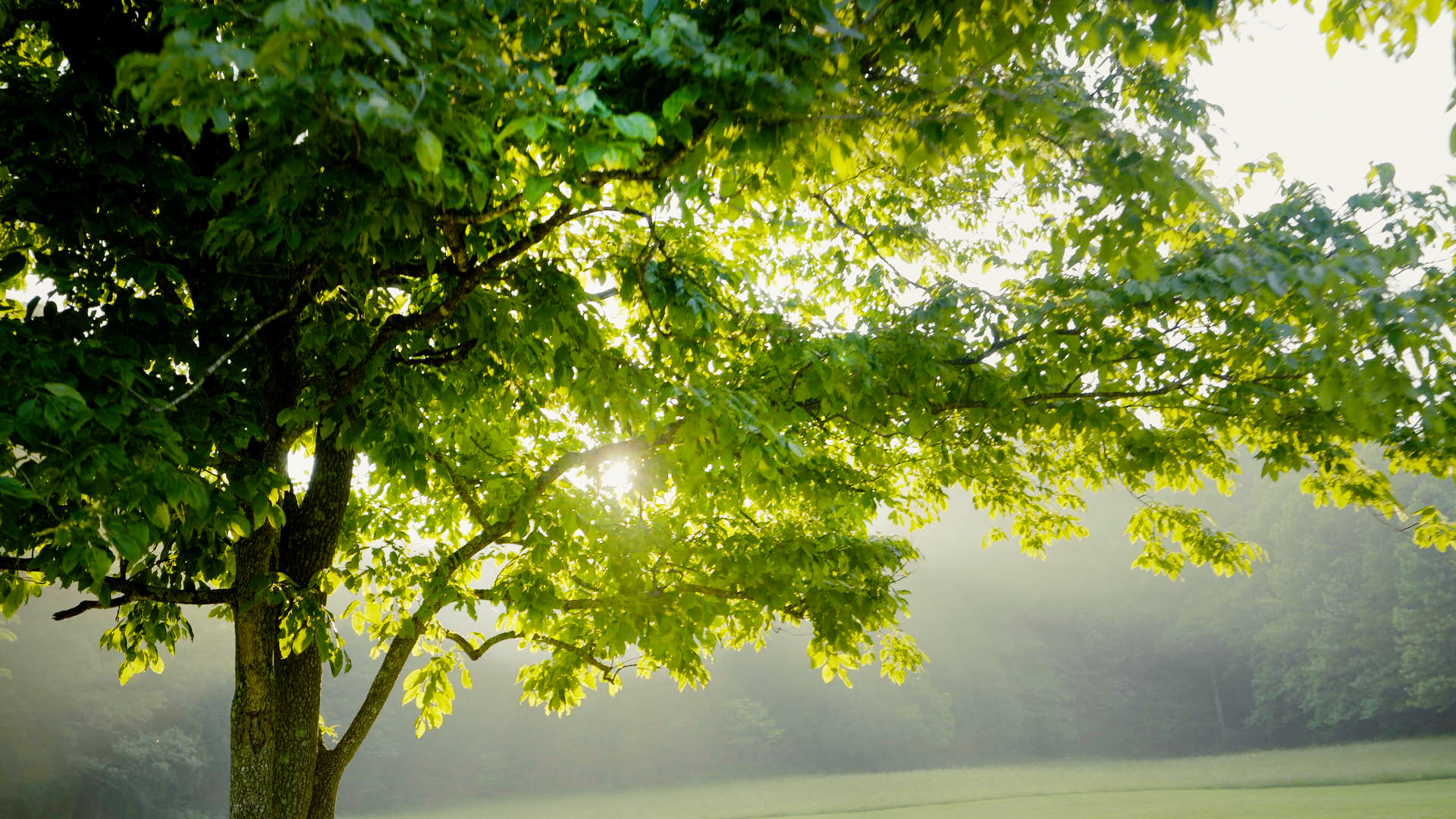 Trees near The Bridge to Recovery's mental health workshop